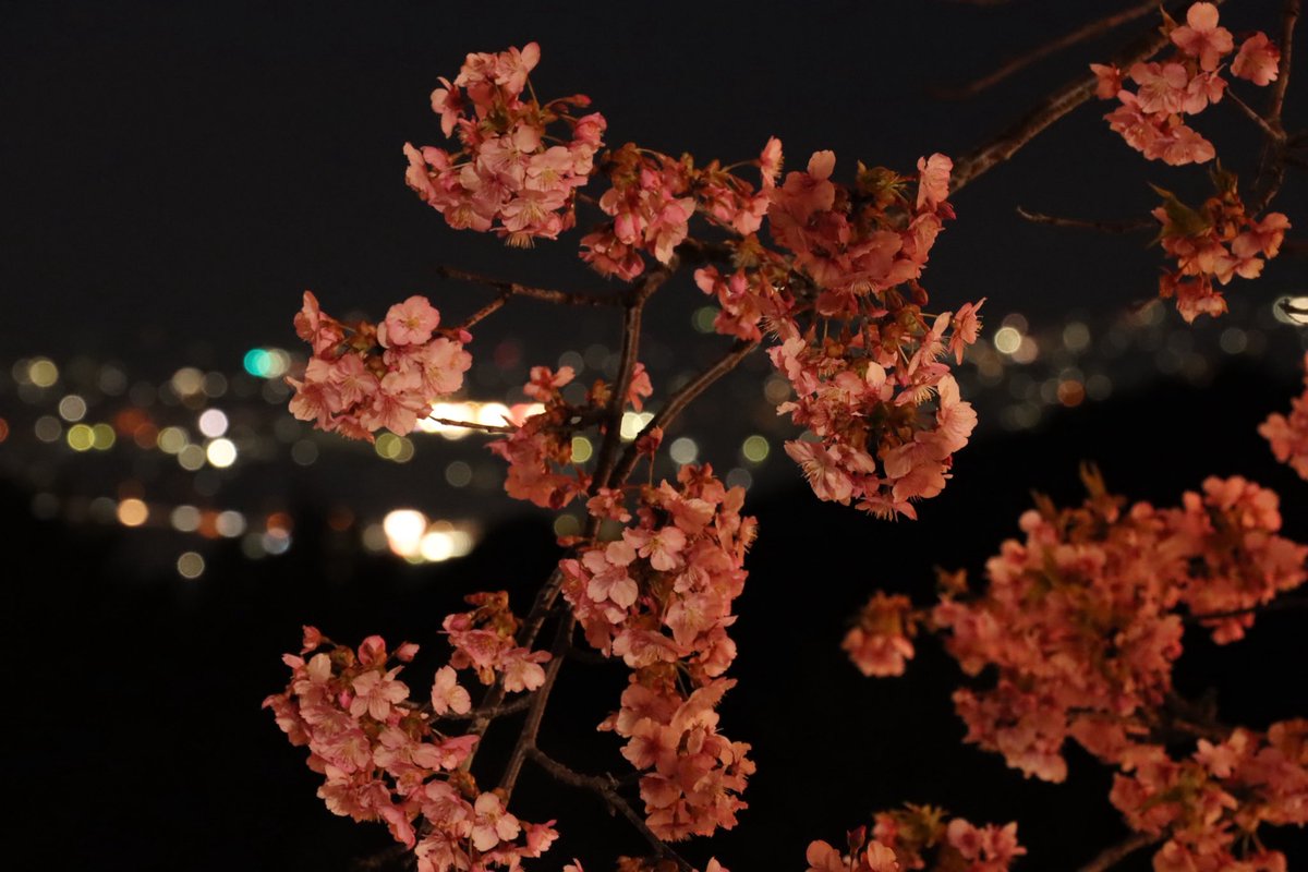 神奈川県大井町 tweet media