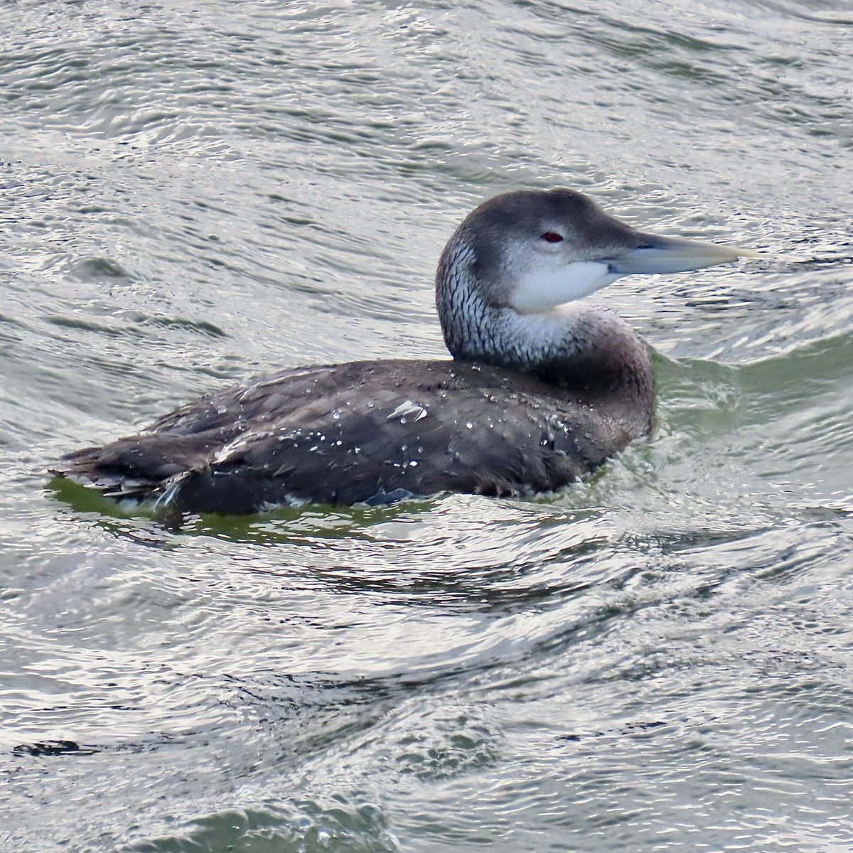 Rob Robertson tweet media