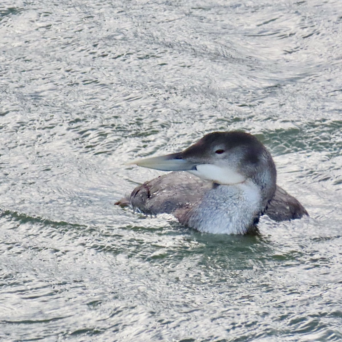 Rob Robertson tweet media