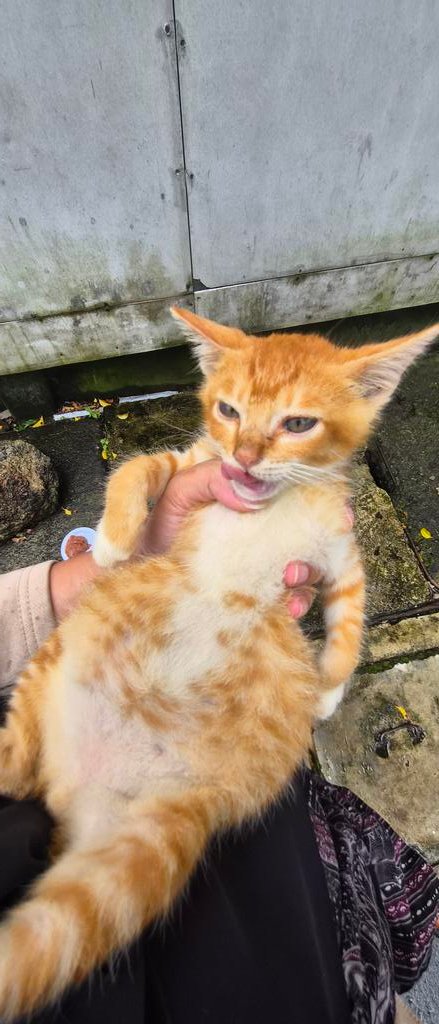 Geng Kucing Amie tweet media
