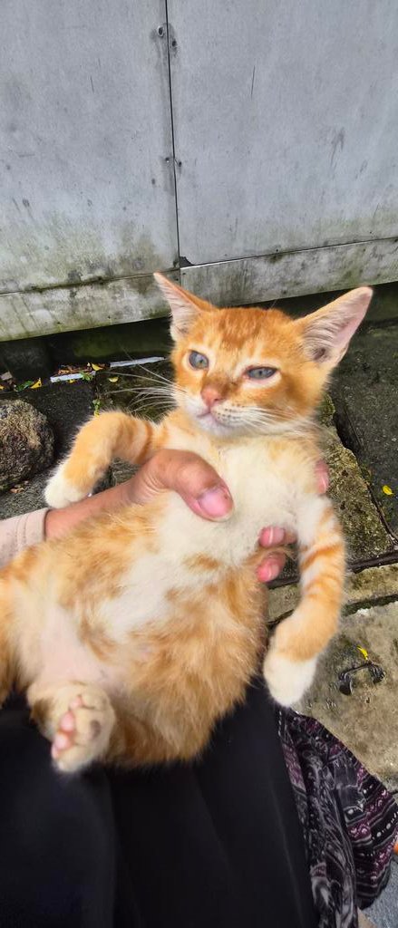 Geng Kucing Amie tweet media