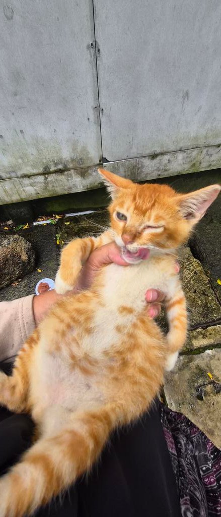 Geng Kucing Amie tweet media