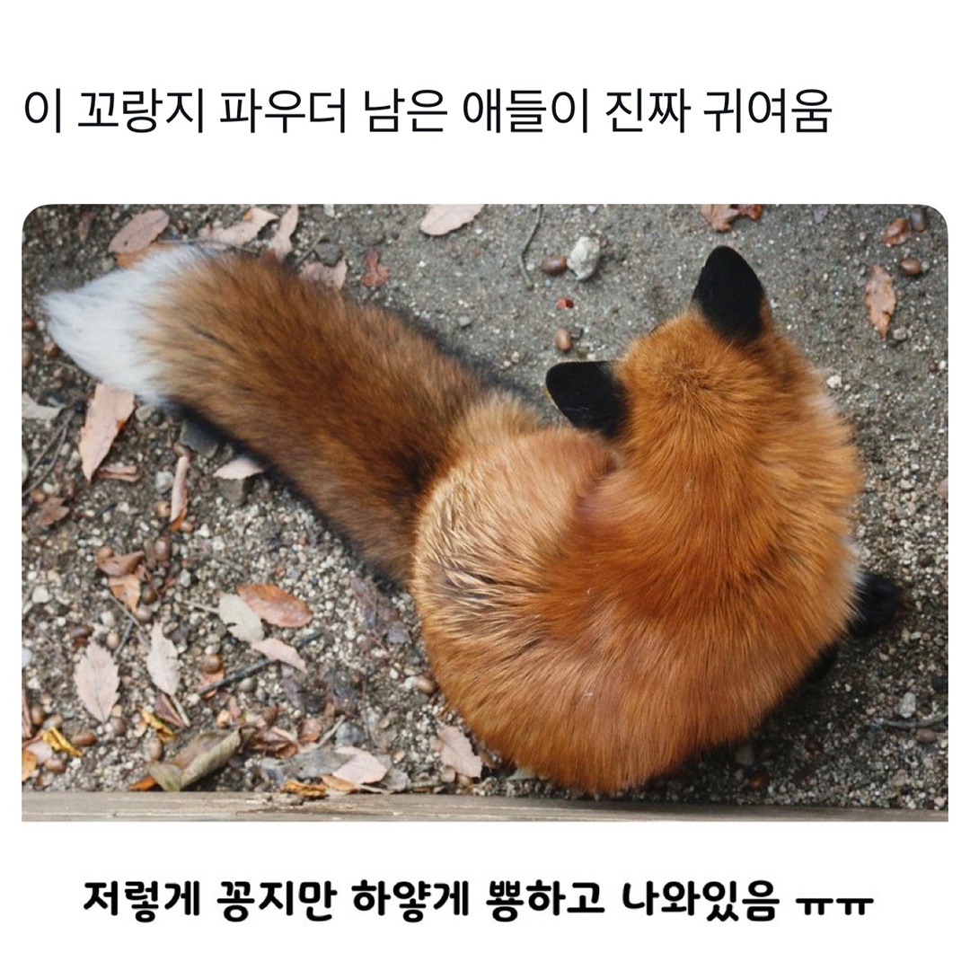 Why is his tail frosted like a cupcake 🧁🦊