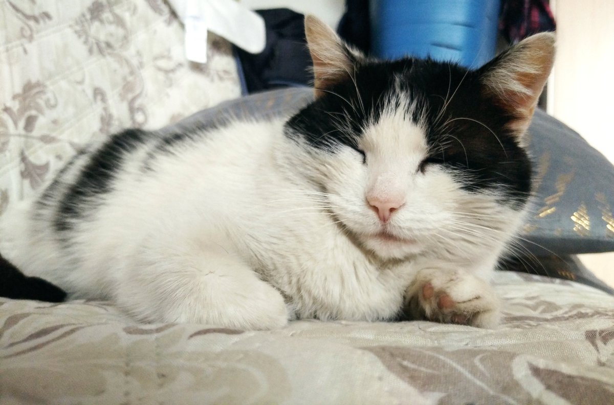 SoyGatoFederico's tweet photo. #buenosdias #kicia #catsofx #gatos #animales #felizviernes #relax #enlacasa #durmiendo #pinknose #lareyna #sweetdreams https://t.co/V93gqMdVuf