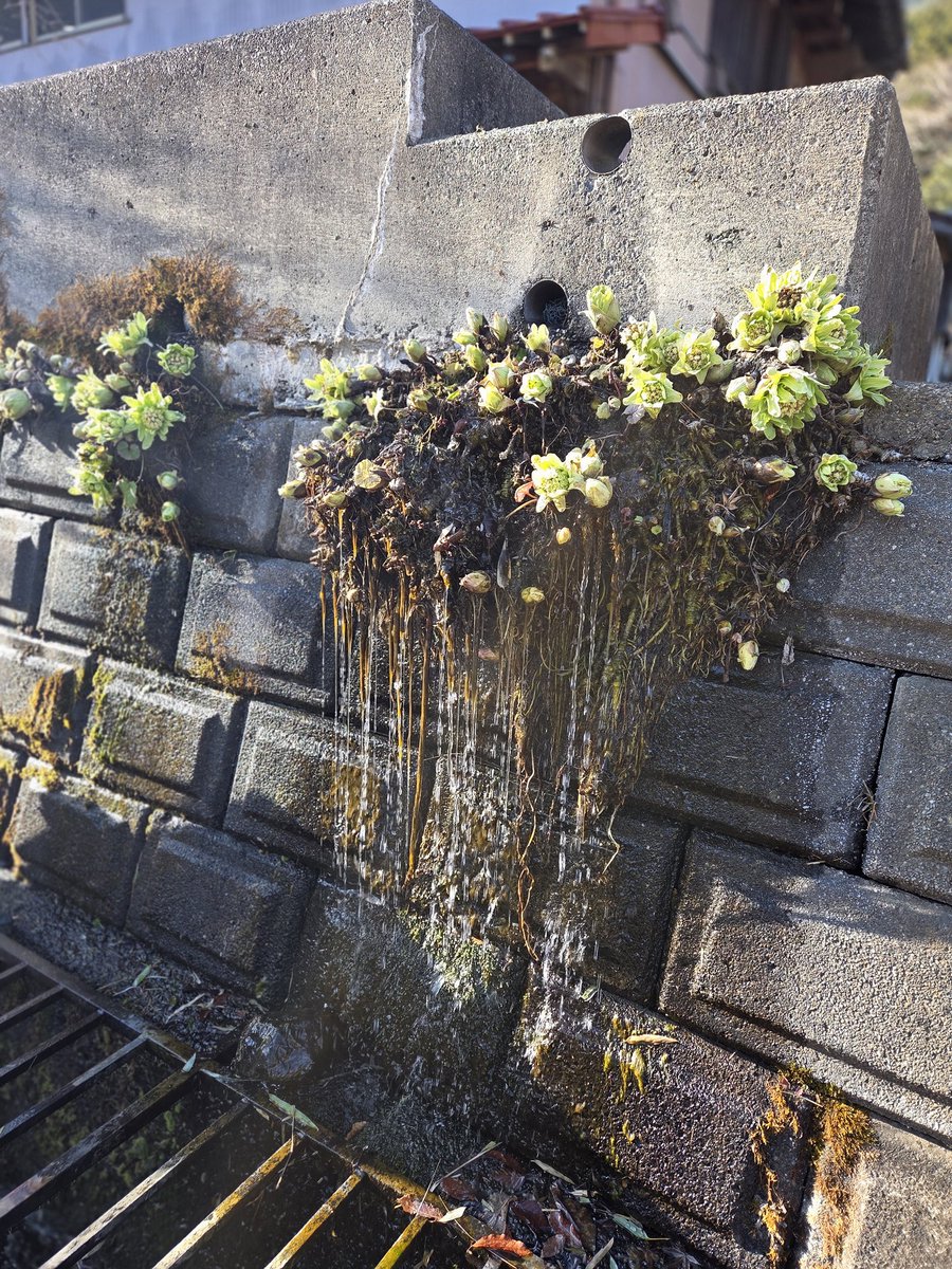 道志村役場 広報 tweet media