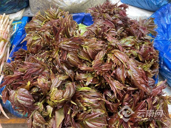 Kunminginfohub's tweet photo. Spring Flavors Are in Season: Kunming's Wet Markets Transform into "Spring Day Bazaars" #ALetterfromKunming #CoCreateKunming #KunmingSpringFestival https://t.co/roPpAsGAYD