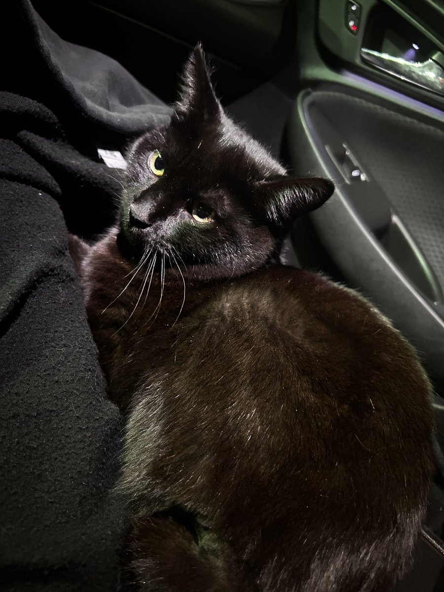 kidstemplatte's tweet photo. me and my partner adopted a kitty today! he’s barely over a year old :) shelter name is zeke but we are considering changing it to zenith!! ♡ https://t.co/KuJ0SzHoKa