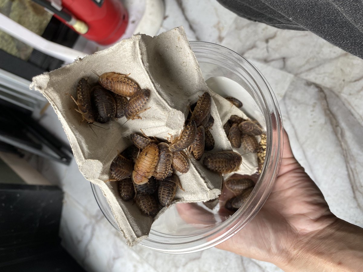 デュビアS〜Mまでお取り扱いございます。 ご利用の方はぜひご来店