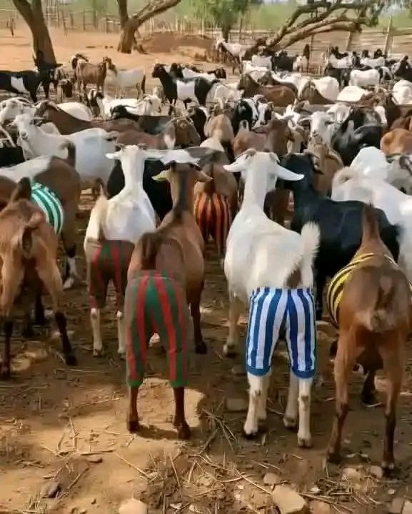 Huku nae inaezakua ni wapi?