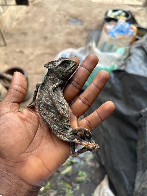 Asiri bibo ( for money to meet needs )

Oga gbigbe kan 

Iru Pete ( locus beans )

Atare kan ( one alligator pepper ) 

Use the iru Pete to cover the dried chameleon that you won’t see the body at all 

Then put it inside the native pot 

Put one alligator pepper too in the