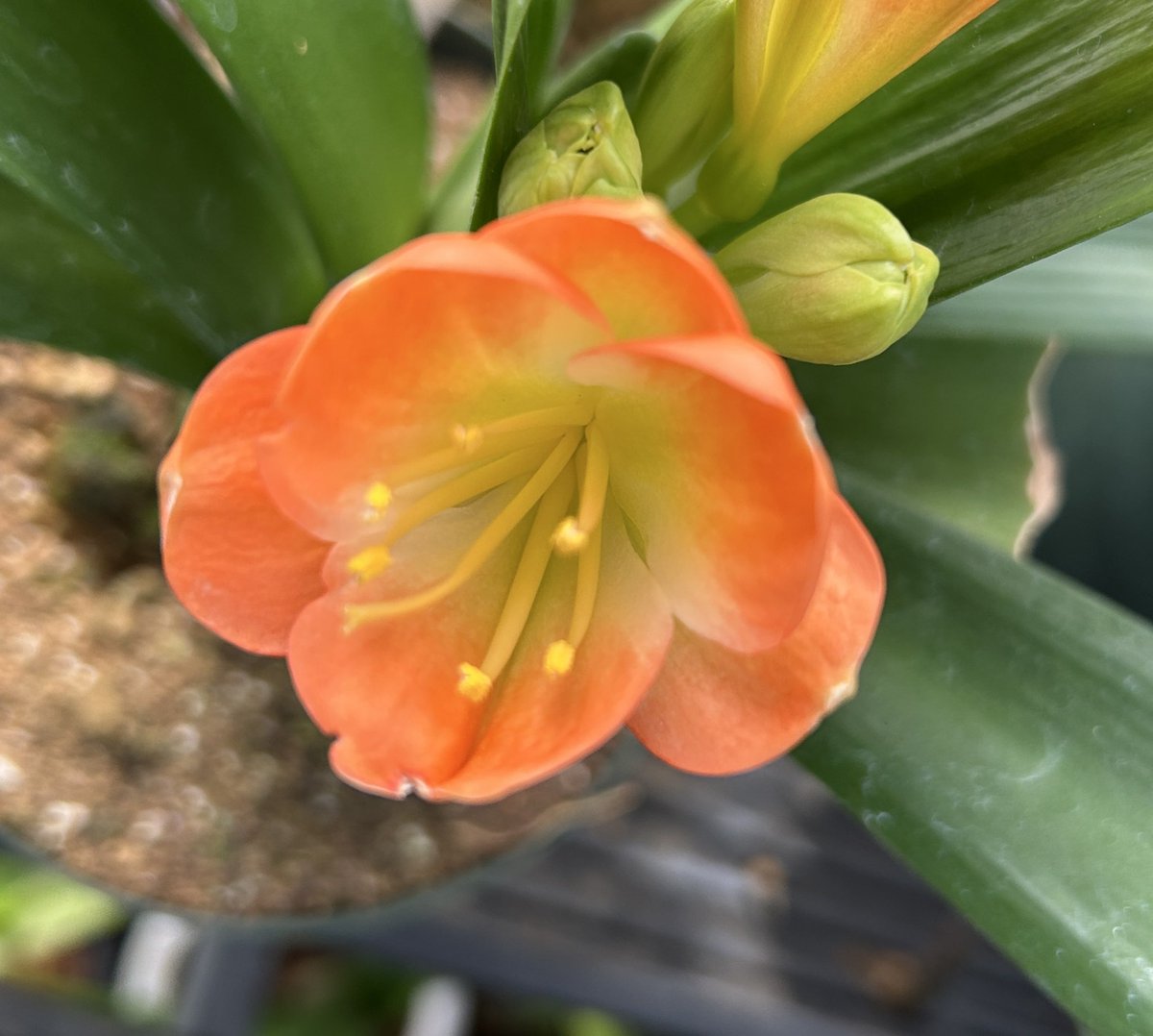 君子蘭のひと (@Clivia111) / Posts / X