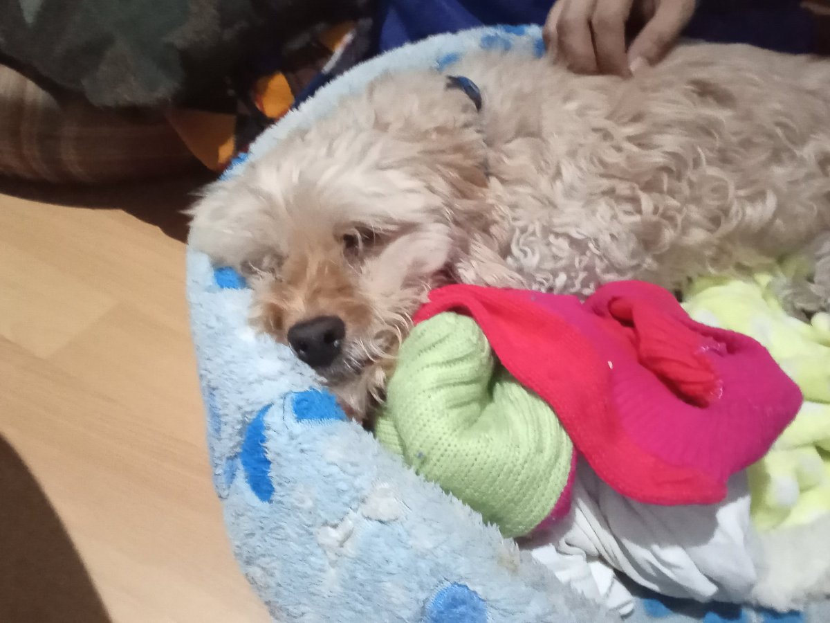 Today, February 27th, marks 3 yrs since I lost my dog Jake... That day I genuinely cracked.
I still miss him, but I know deep in my heart that we will cross paths again someday.

Miss you buddy ♥️🐕