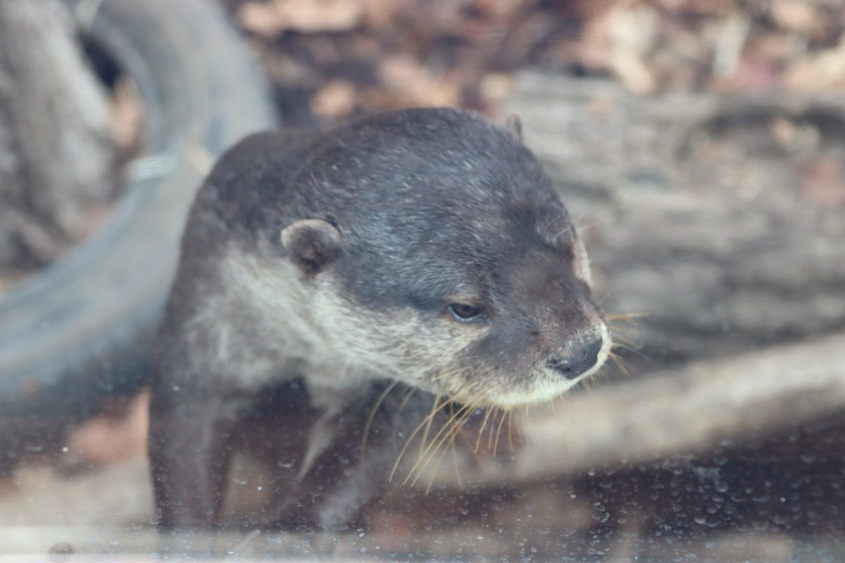 coshana3's tweet image. 今日はいつものお昼1時間以上待っていたけど食事はなかったよ。ドン君はずっと鳴きながら外に。その後木箱に。麻袋が少し濡れてるので交換してもらえる様に。🙏
#ドン
#コツメカワウソ
#東山動植物園　2026 .02