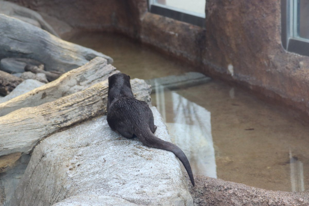 coshana3's tweet image. 今日はいつものお昼1時間以上待っていたけど食事はなかったよ。ドン君はずっと鳴きながら外に。その後木箱に。麻袋が少し濡れてるので交換してもらえる様に。🙏
#ドン
#コツメカワウソ
#東山動植物園　2026 .02