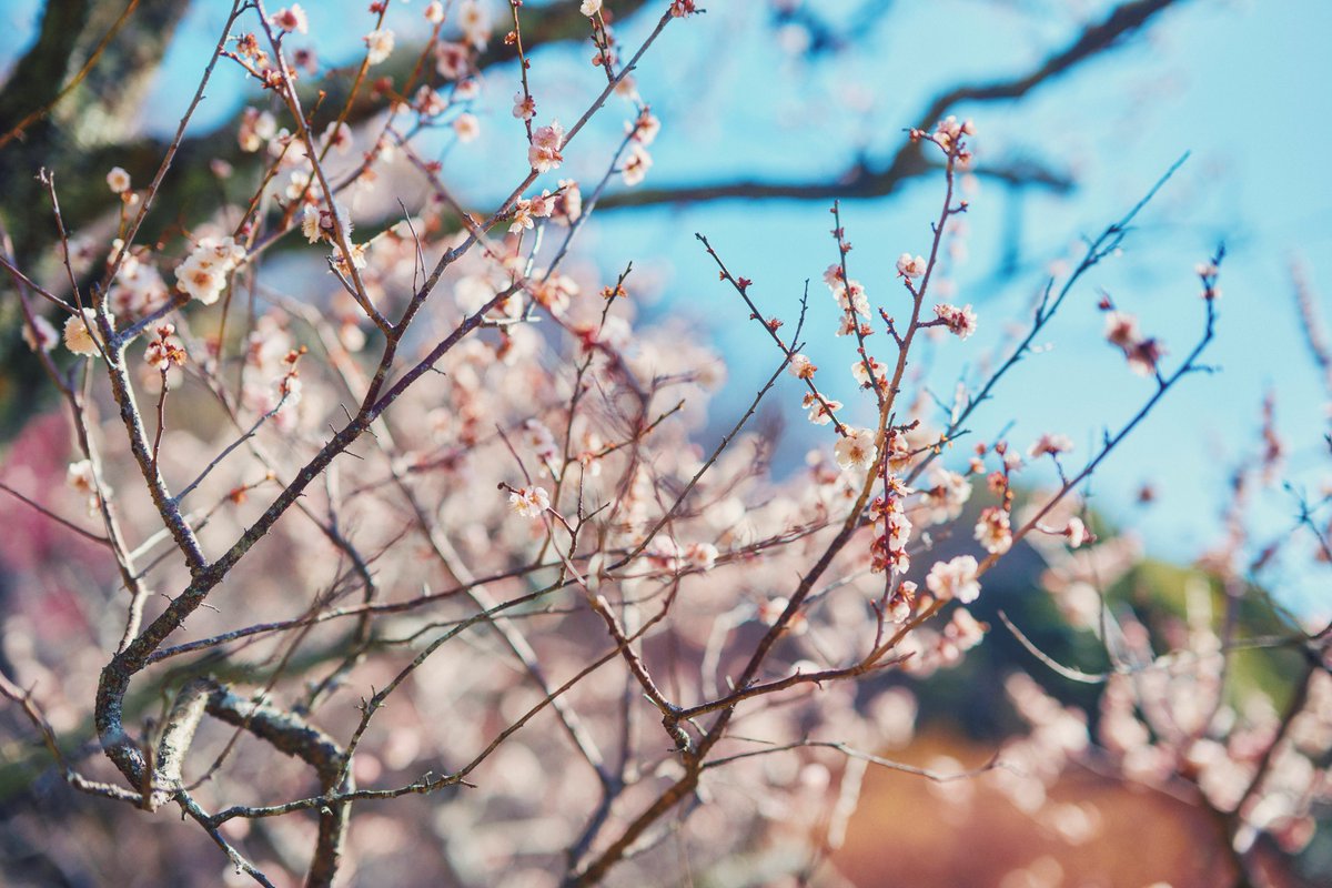 神戸布引ハーブ園/ロープウェイ【公式】 tweet media