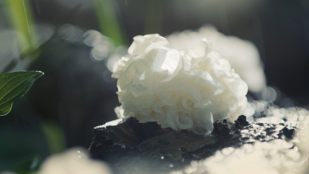 🍲Quick fact: Nine out of every 10 snow fungus in China come from Ningde's Gutian county, making it account for over 90% of the world's supply. Rich in protein with a sweet taste, it's perfect for salads or simmered soups. Discover this healthy delicacy today!