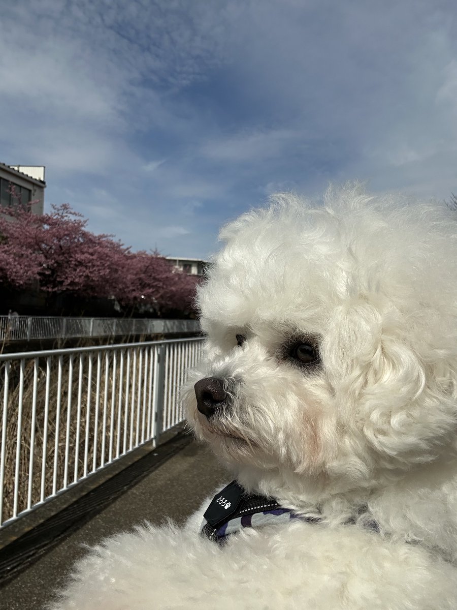 Post by とろろの成長記録 on X: 春だねぇ🌸