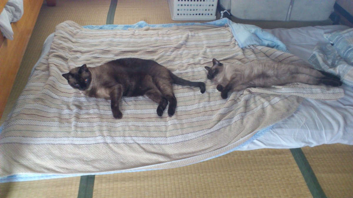 週休8日の猫吸い (@8VA64ArRkX7nOHE) / Posts / X