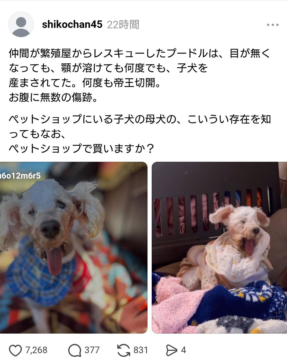 おんワンコ tweet media