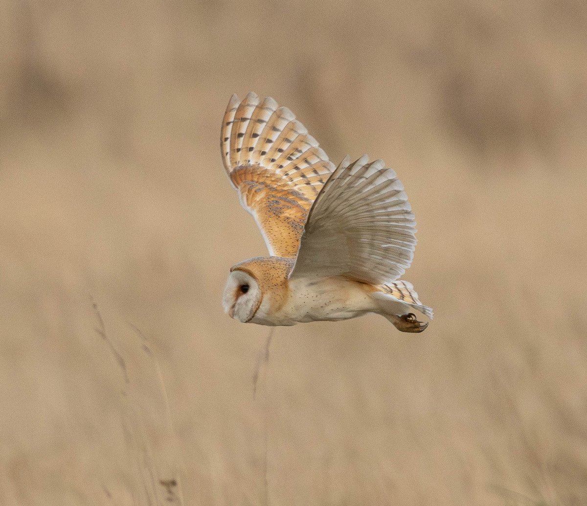 Barn Owl