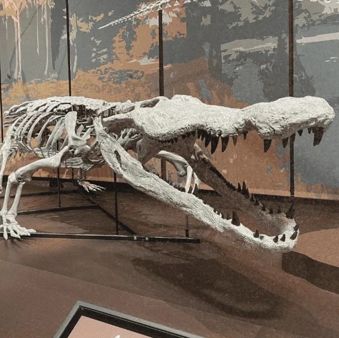 CRCpaleos's tweet photo. DEINOSUCHUS
Presentada una nueva reconstrucción a tamaño real de un crocodilio gigante que vivió en el este de Estados Unidos hace unos 80 millones de años

📰 https://t.co/M11WpQrSUO
vía #TechnoScience
#Cretacico #Reptiles https://t.co/AcBQEO7PMf