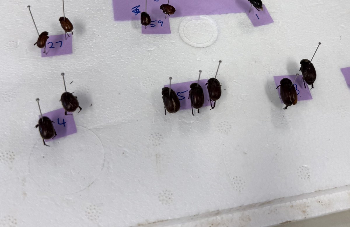 Amber BC tweet media