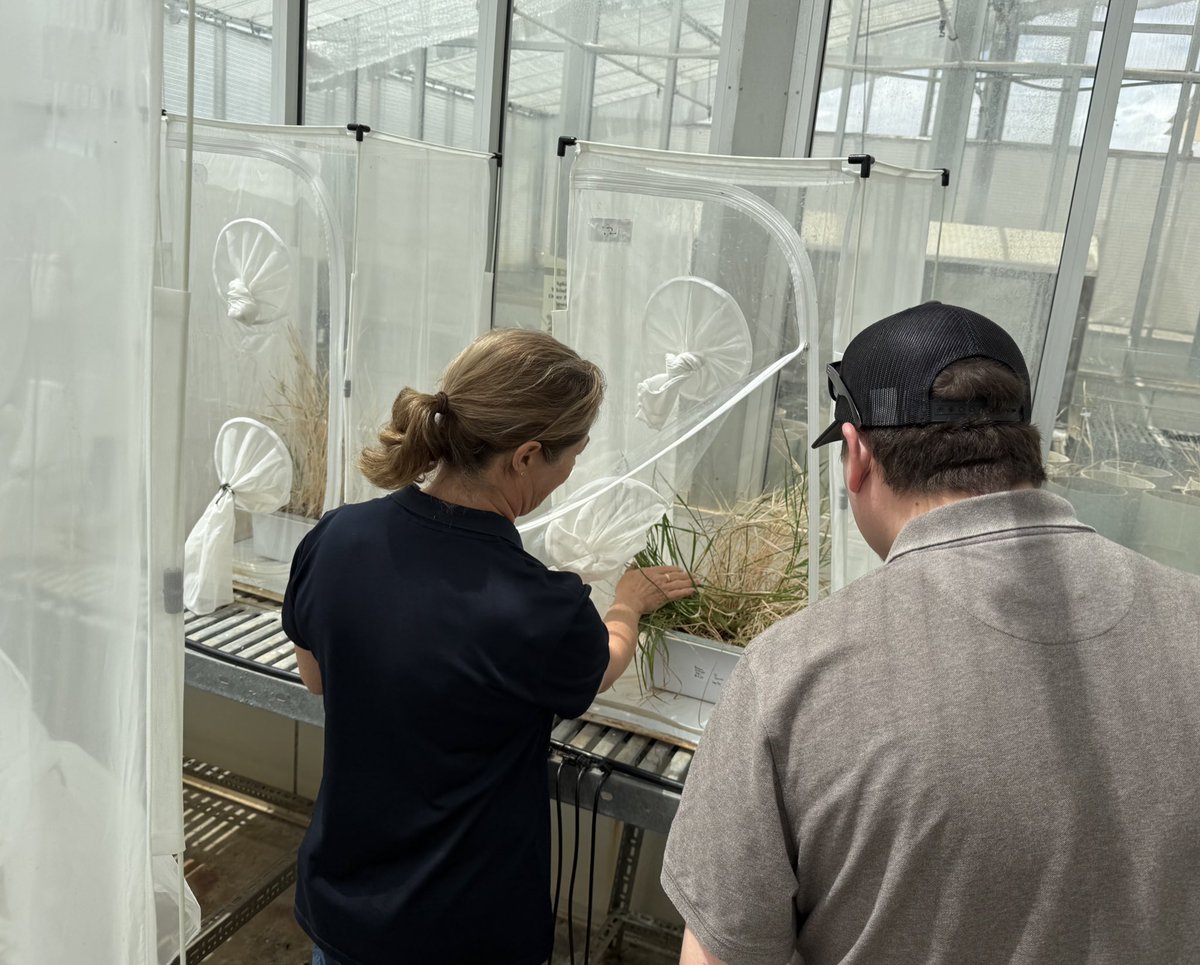 Amber BC tweet media