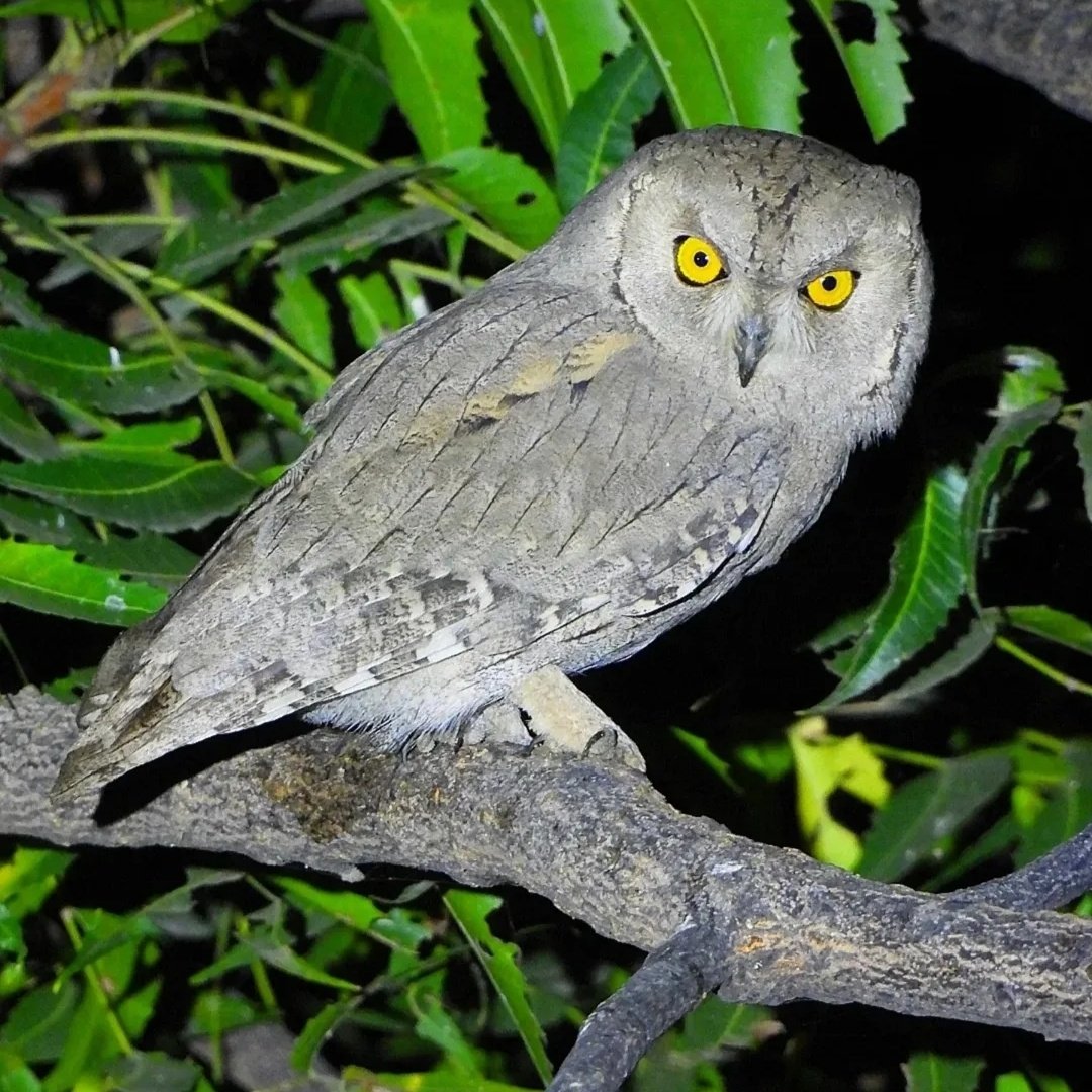 alvan58276's tweet photo. pallid scops owl https://t.co/REfeNC3sby