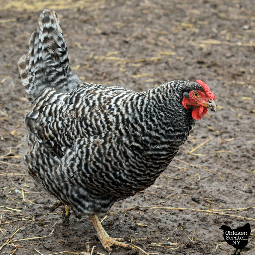 reardrive's tweet photo. The Dominique, also known as the 'Pilgrim Fowl,' is a multipurpose chicken breed brought to the United States during the Colonial era.

# mentioned in the book <How to Win Friends and Influence People> https://t.co/oNUDhz5oz2