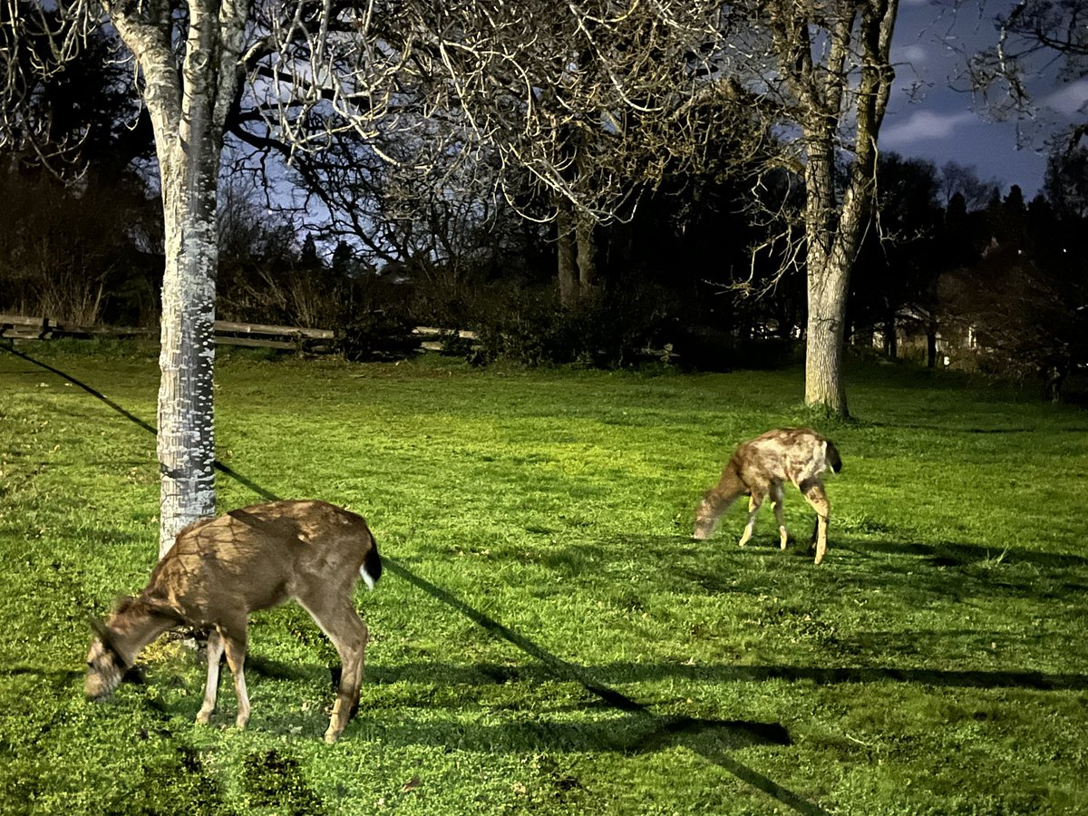 De retour à la maison tard après mon film, je retrouve mes voisins qui veille tard eux aussi!