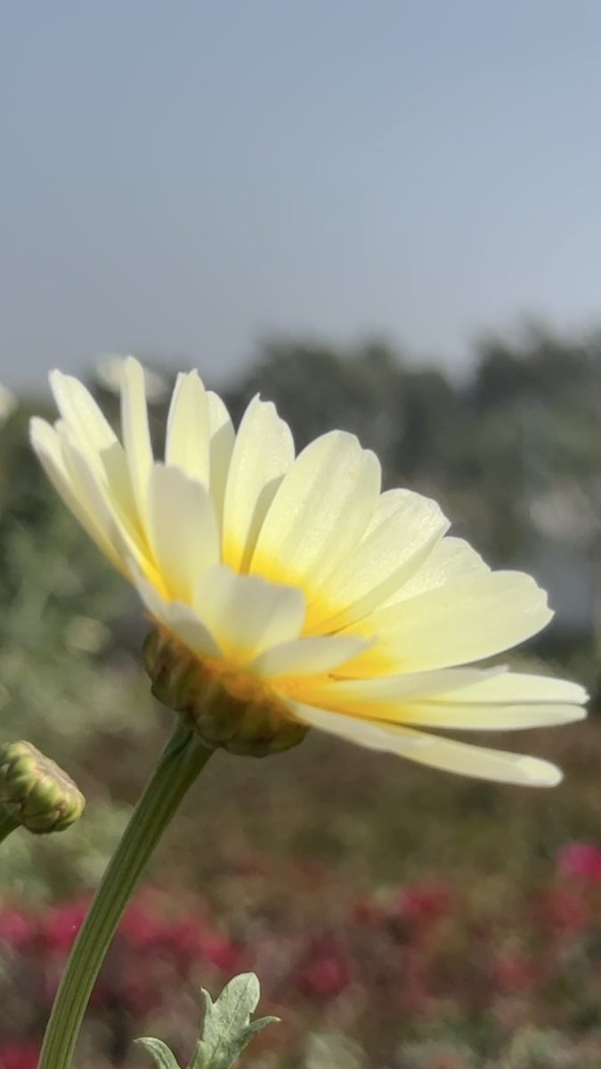 NEETAS11's tweet photo. Scent of summer ! #FebruaryMorning ! 🏃‍♀️ https://t.co/3y93MsfZpZ