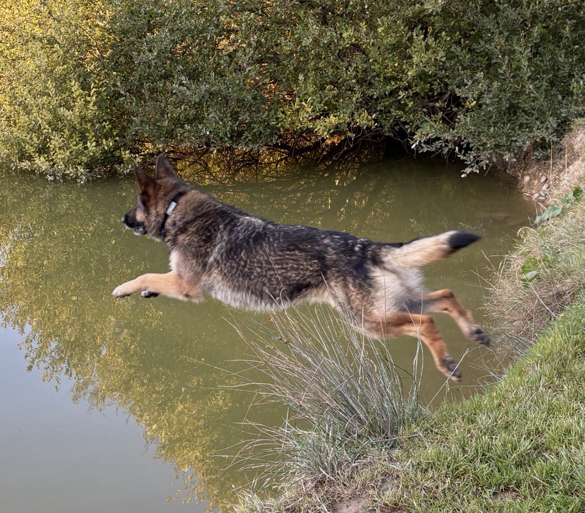 PaddlelakeSusan's tweet photo. Let’s fly into Friday RPD Merlin living his best retirement life @Wen07427577 @Funtimesrip @The_NFRSA @DC_PoliceDogs https://t.co/0iUoEa4Aok