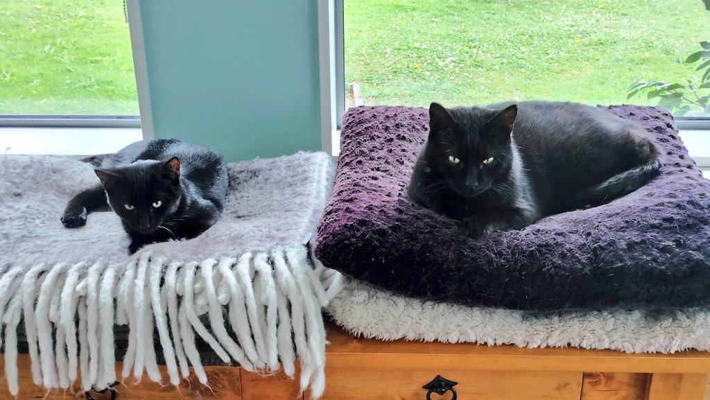 黒猫キティとモカ@ニュージーランド tweet media