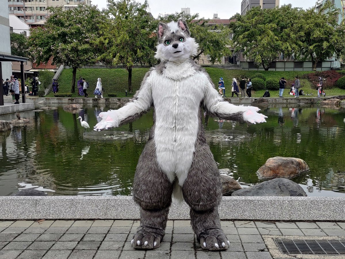 Wolfy (幼狼) tweet media