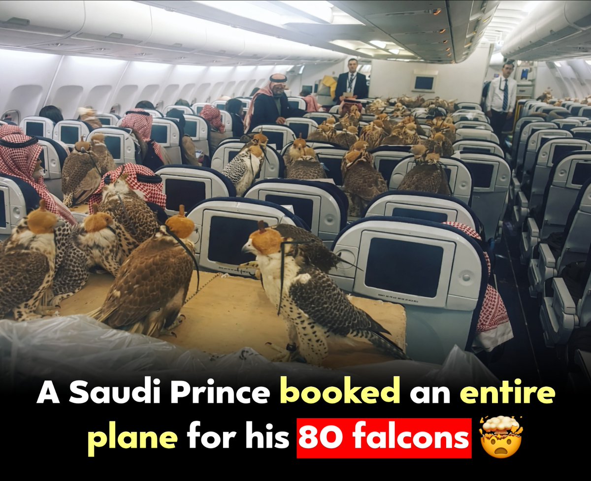 FactDropHQ's tweet photo. Luxury travel… but make it falcon class 🦅 https://t.co/dbhjP8BGb6