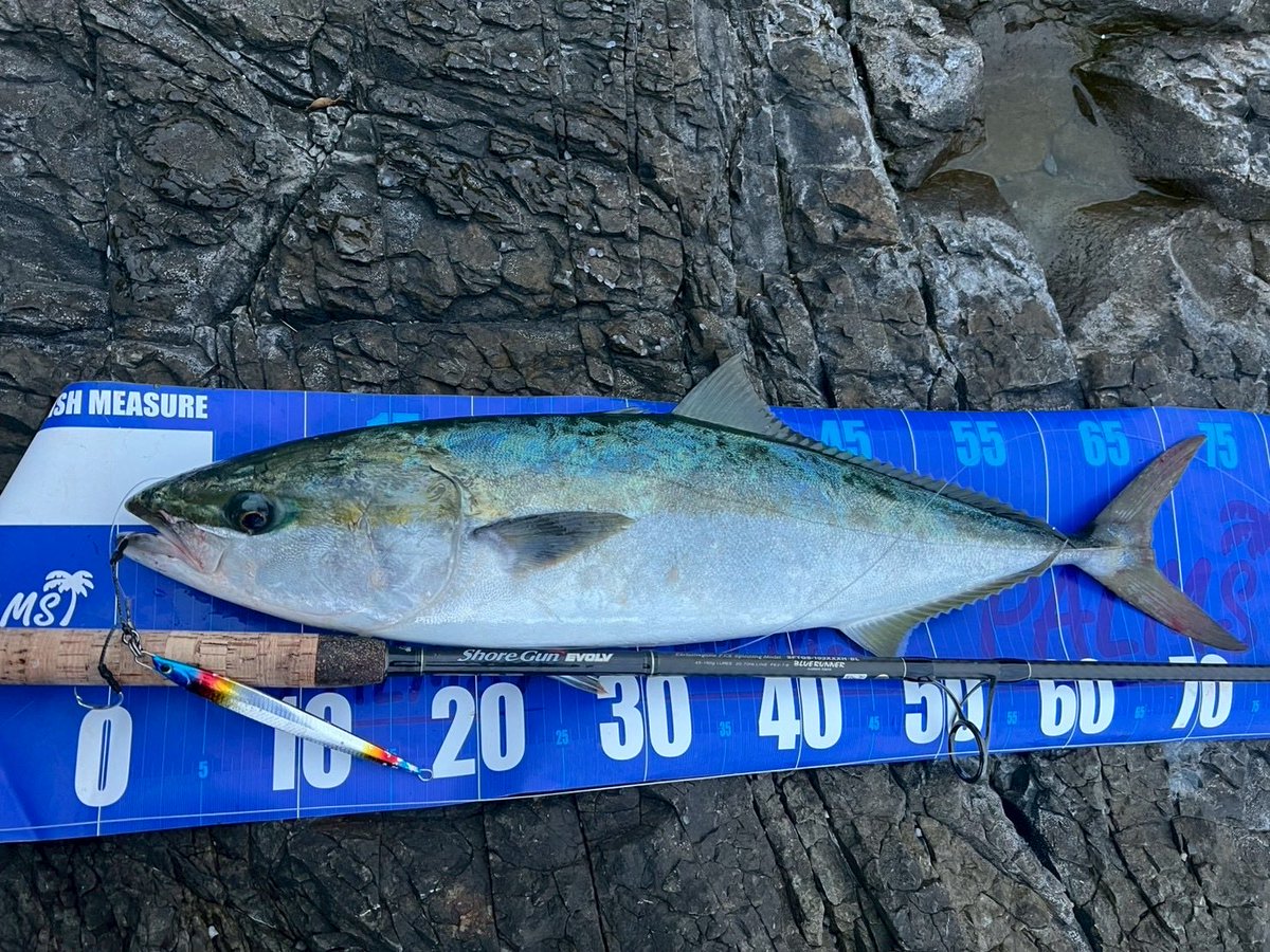 palms_global's tweet photo. Kingfish with JIGARO in Japan 🇯🇵
Rod: Shore Gun EVOLV 103XXXH
Lure: JIGARO 100g DNA titanium color(TDA-782)
Thank you Kenshiro !!
#palmsfishing #rockshore #shorejigging #rockfishing #kingfish @palms_japan https://t.co/UCljj9UM7d