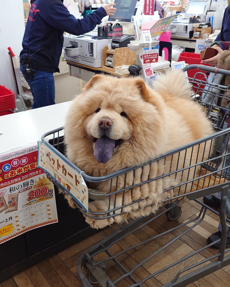 くり蔵 tweet media