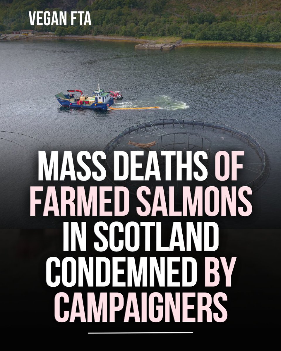 teamveganfta's tweet image. More than 35 million salmons have died unexpectedly in Scottish factory fish farms in just under three years. 🐟💔

👉 Read the full article: veganfta.com/articles/2026/…

#salmon #fishing #fish