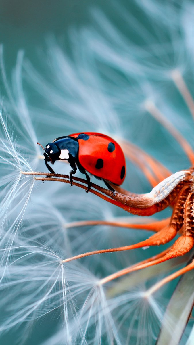 purenature_1's tweet image. Nature's tiny wonders 🐞 #ladybug
