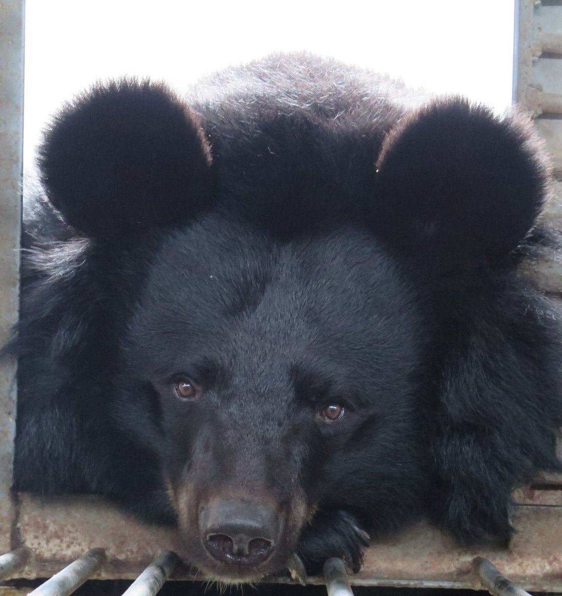 lynne chitty tweet media