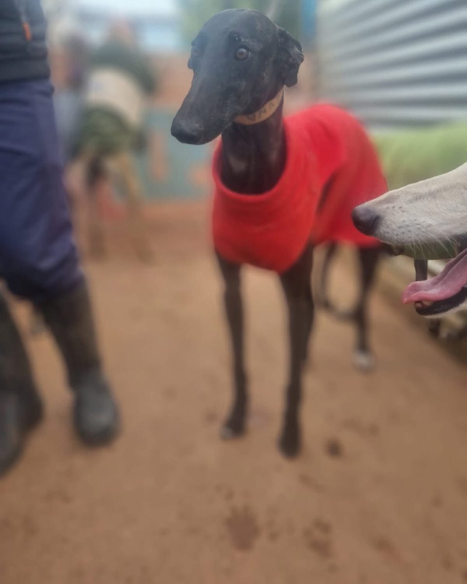 Luna ha bisogno di una famiglia che aspetti i suoi tempi per vederla sbocciare❤️
Almalibre-rescue.org