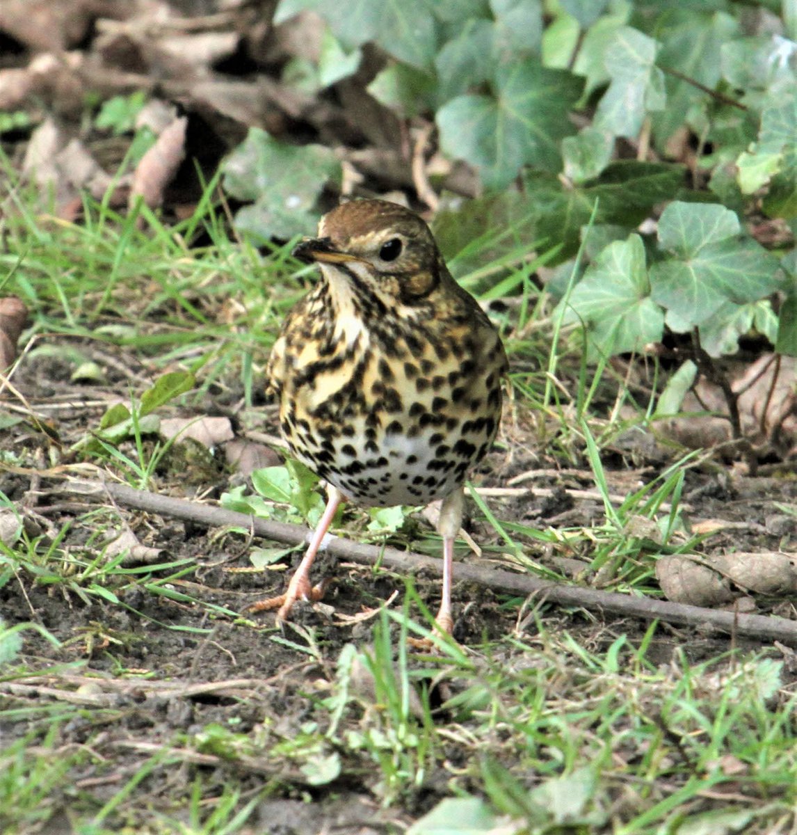 Allen Stuart Holmes tweet media