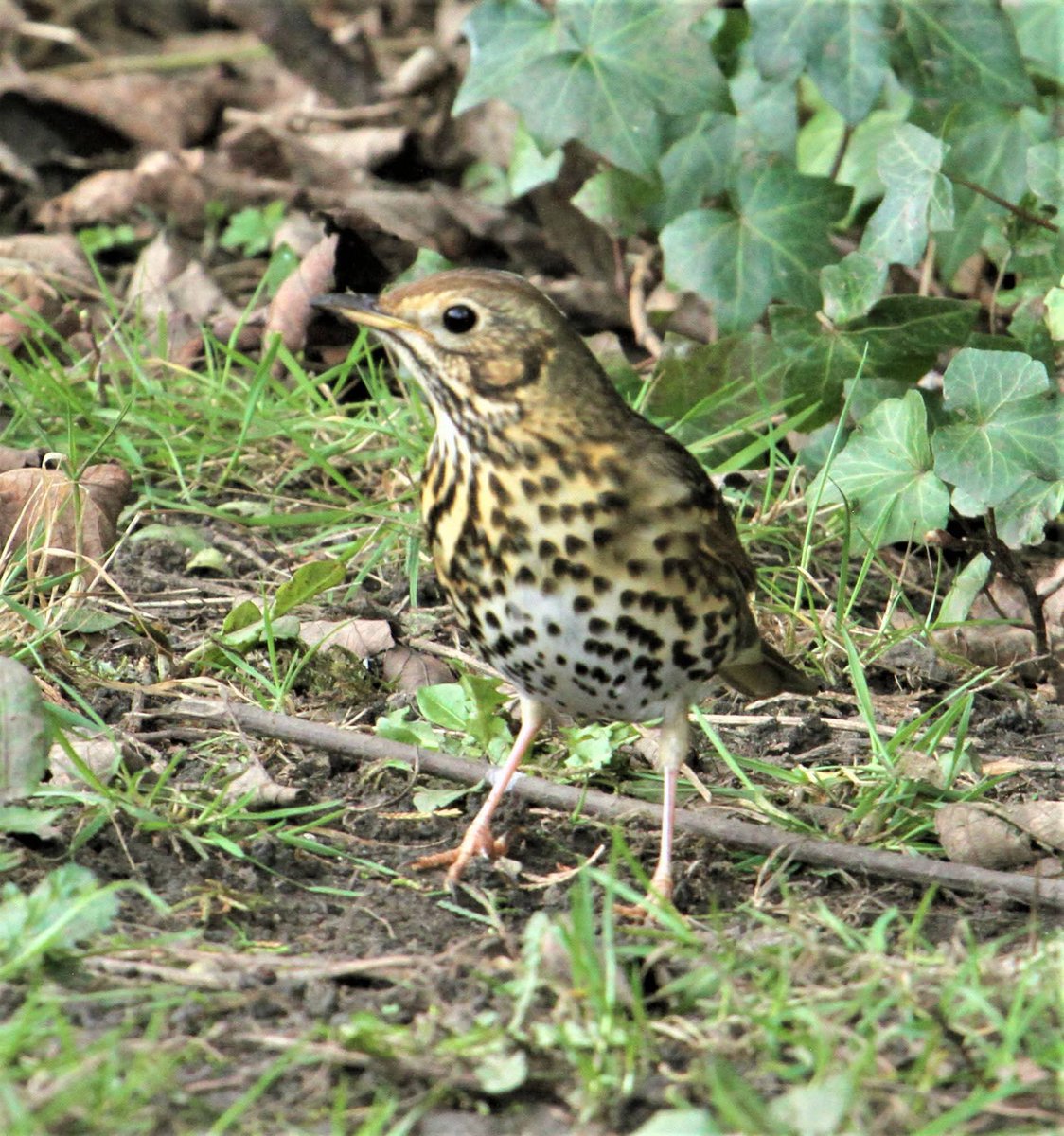 Allen Stuart Holmes tweet media