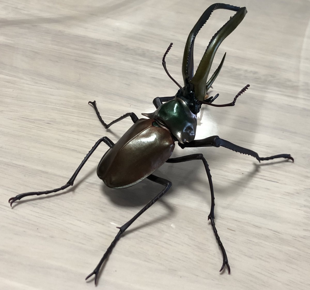 高画質な最新チリクワガタの写真が沢山🥹ありがとうございます