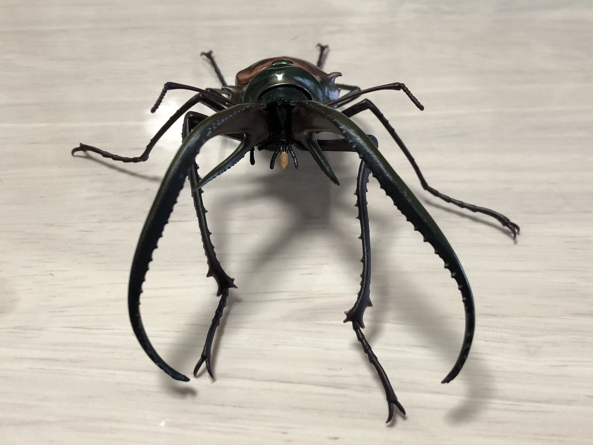 高画質な最新チリクワガタの写真が沢山🥹ありがとうございます