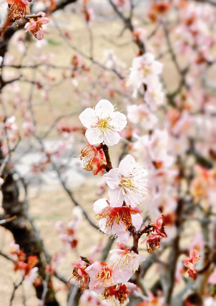 天気はあいにくだったけど、梅は綺麗でした💮