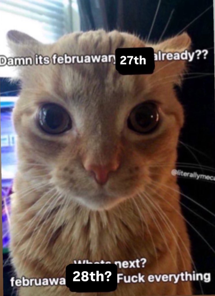 LiterallyMeCats (@literallymecats) on Twitter photo 