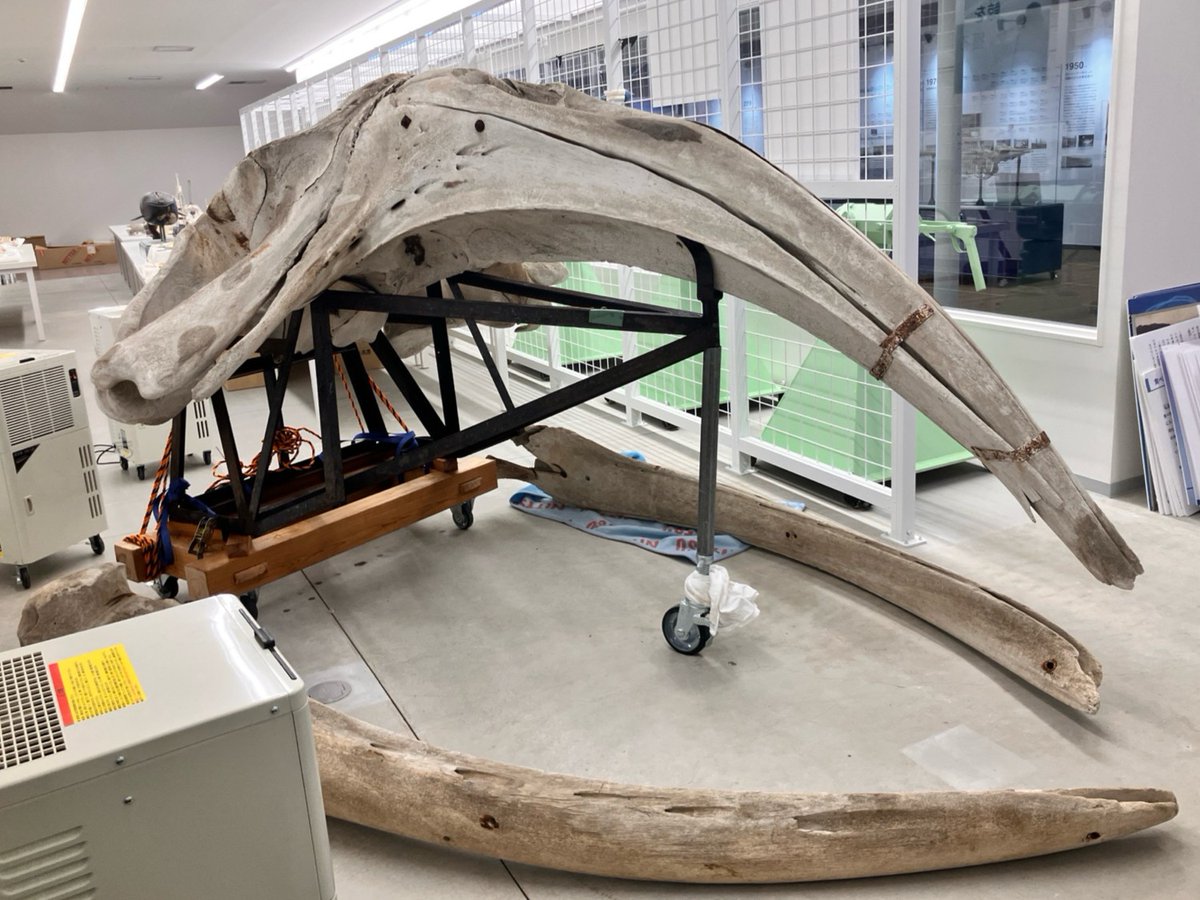 本日、セミクジラ頭骨標本の搬入作業が完了しました✨ この標本は鮎川