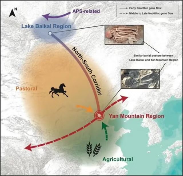 Lots of prehistoric cultural interaction and mixing between northern Chinese and Siberians 7700 yrs ago, so prior to the earliest Chinese dynasty. 

Arcticism paper discovered certain shared practices between both- oracle bone pyromancy, reflexology, meridian points
