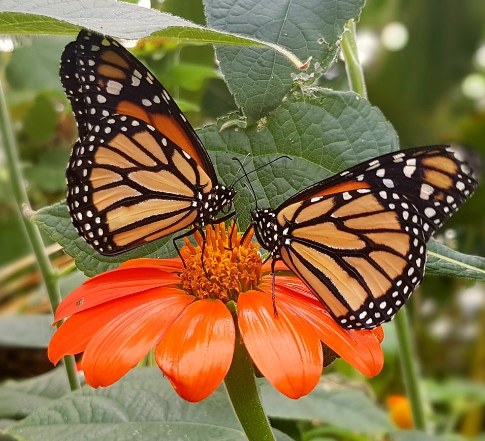 Primary Times UK tweet media